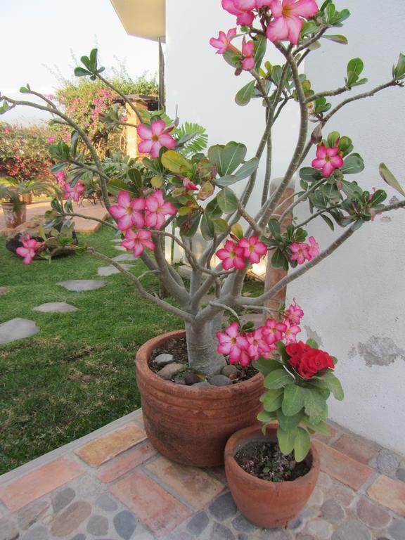La Colorada Acomodação com café da manhã Zacualpan Exterior foto